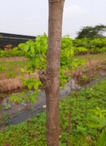 MV6 MV7 MV8 MV9 MV10 Hình 3 1 Thân các giống mai trong nghiên cứu Bảng 3 2 Một số 10