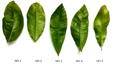 Hình 3 2 Các mẫu lá giống mai trong nghiên cứu Bảng 3 3 Một số đặc điểm sinh 11