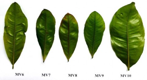 Hình 3 2 Các mẫu lá giống mai trong nghiên cứu Bảng 3 3 Một số đặc điểm sinh 12