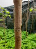 MV1 MV2 MV3 MV4 MV5 MV6 MV7 MV8 MV9 MV10 Hình 3 1 Thân các giống mai trong nghiên cứu 2