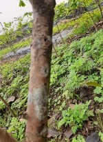 MV1 MV2 MV3 MV4 MV5 MV6 MV7 MV8 MV9 MV10 Hình 3 1 Thân các giống mai trong nghiên cứu 3