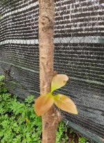 MV1 MV2 MV3 MV4 MV5 MV6 MV7 MV8 MV9 MV10 Hình 3 1 Thân các giống mai trong nghiên cứu 4