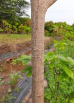 MV1 MV2 MV3 MV4 MV5 MV6 MV7 MV8 MV9 MV10 Hình 3 1 Thân các giống mai trong nghiên cứu 5