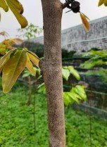 MV6 MV7 MV8 MV9 MV10 Hình 3 1 Thân các giống mai trong nghiên cứu Bảng 3 2 Một số 6