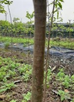 MV6 MV7 MV8 MV9 MV10 Hình 3 1 Thân các giống mai trong nghiên cứu Bảng 3 2 Một số 7