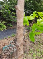 MV6 MV7 MV8 MV9 MV10 Hình 3 1 Thân các giống mai trong nghiên cứu Bảng 3 2 Một số 8