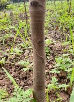 MV6 MV7 MV8 MV9 MV10 Hình 3 1 Thân các giống mai trong nghiên cứu Bảng 3 2 Một số 9