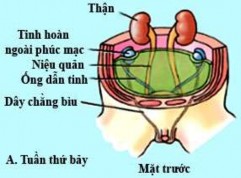 Hình 1 1 Sự di chuyển của tinh hoàn và tạo thành ống phúc tinh mạc Nguồn Moore K 1