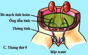 Hình 1 1 Sự di chuyển của tinh hoàn và tạo thành ống phúc tinh mạc Nguồn Moore K 3