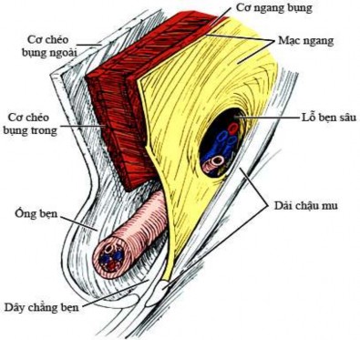 Hình 1 2 Mặt cắt dọc vùng bẹn Nguồn Skandalakis 2004 110 1 2 2 2 Thành trên ống 4