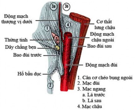 Hình 1 3 Cấu trúc hai lá của mạc ngang vùng bẹn Nguồn Skandalakis 2004 110 Có 5