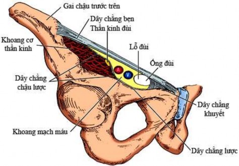 Hình 1 5 Cấu trúc thành dưới ống bẹn Nguồn Skandalakis 2004 110 1 2 2 5 Lỗ bẹn 7