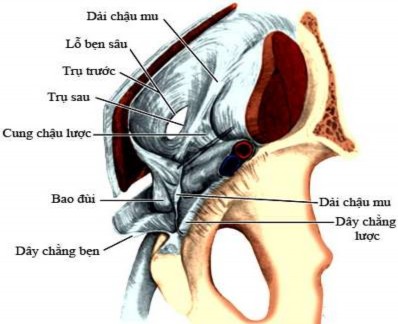 Hình 1 6 Cấu trúc cân cơ dây chằng bẹn Nguồn Skandalakis 2004 110 1 2 2 8 Thay đổi 8