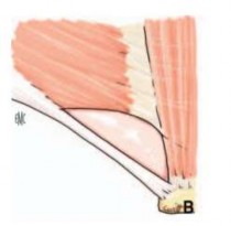 A Bờ dưới của cân cơ chéo bụng trong phần thấp phủ hoàn toàn mạc ngang B Bờ 2