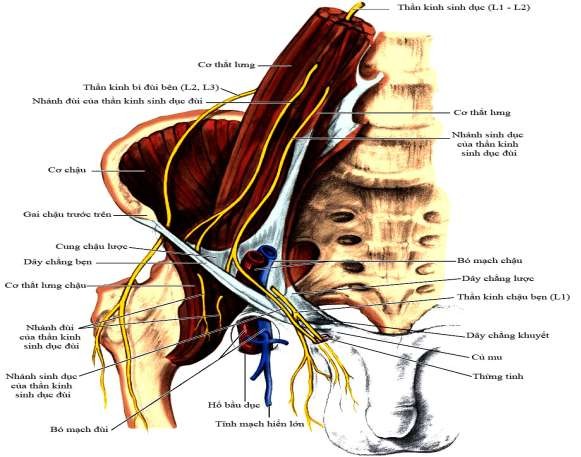 Hình 1 9 Phân bố thần kinh vùng bẹn Nguồn Skandalakis 2004 110 1 2 2 11 Phân bố 3
