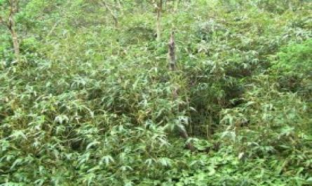 Đánh giá tổng hợp điều kiện tự nhiên khu vực rừng Quốc gia Yên Tử, tỉnh Quảng Ninh phục vụ phát triển du lịch - 13