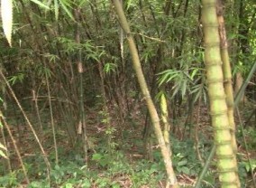 Ưu hợp Trúc Yên Tử Ưu hợp Sú Đường hành hương dưới tán rừng Rừng tự 2