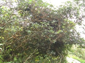 Ưu hợp Sú Đường hành hương dưới tán rừng Rừng tự nhiên nhìn từ trên cao 3