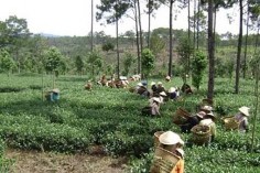 Trang trại đồng quê Ba Vì – Nguồn https www google com vn search q trang tr E1 BA A1i C4 2