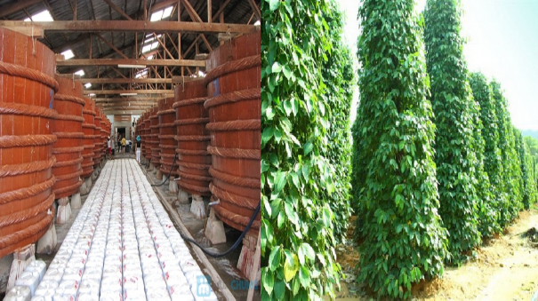 Nguồn Tác giả Hình 9 Rượu sim Phú Quốc Nguồn http www ruousimbaygao vn Hình 10 4