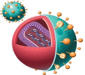 Hình 1 1 Hình dạng HIV 1 1 3 Nhiễm HIV là nhiễm suốt đời Đối với các nhiễm 1