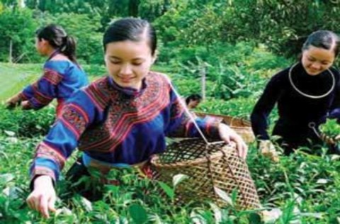 Cô gái Thái đang hái chè http sites google com site bibi9x Thainguyendenhatdanhtra Nguồn 2