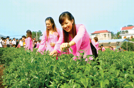 Thí sinh cuộc thi Người đẹp xứ trà trải nghiệm thực tế tại vùng chè Tân 3