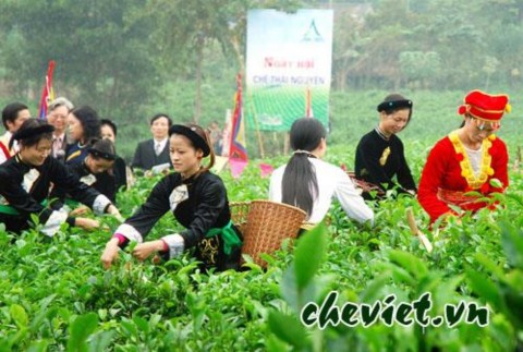 Ngày hội chè Thái Nguyên www vietnamplus vn cây chè thái nguyên khẳng định vị 5