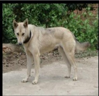 Hình 7 1 Giống chó vàng Giống chó H’Mông Sống ở miền núi cao có tầm vóc lớn 1