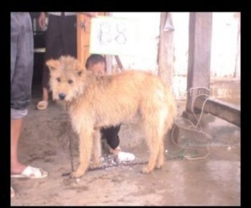 Hình 7 2 Giống H’Mông lông dài H’mông đuôi cộc chúng có bộ lông ngắn mầu 2