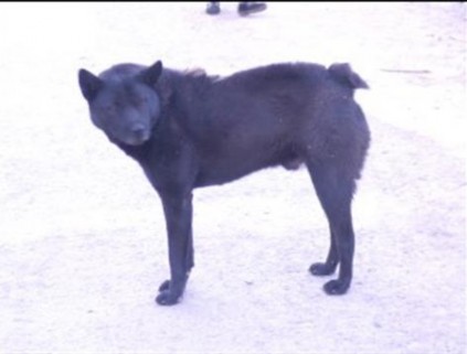 Hình 7 3 Giống H’Mông đuôi cộc Giống chó Lào Cai Sống ở trung du và miền núi 1