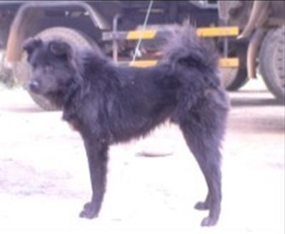 Hình 7 4 Giống chó Lào cai Giống Akita Chân có huyền đề Mặt vuông Khoảng cánh 2