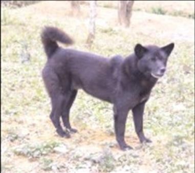 Hình 7 5 Giống Akita Giống chó Phú Quốc Loại chó riêng của đảo Phú Quốc có 3