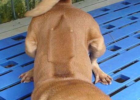 Hình 7 6 Giống chó Phú quốc Chó Phú Quốc có khả năng đánh nhau với rắn độc 4