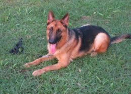 Hình 7 7 Giống chó becgie Đức Giống chó Dalmantian Giống chó này thường được 5