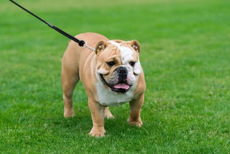 Hình 7 14 Chó Bulldog Anh Mặc dù có vẻ ngoài khá bặm trợn nhưng Bulldog là loài 1