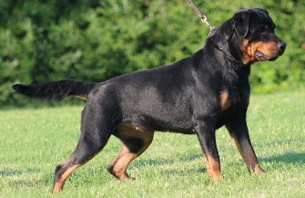 Hình 7 18 Chó Rottweiler Đối với chủ nhân của mình thì chúng rất nghe lời Tuy 5
