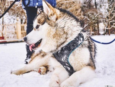 Hình 7 20 Chó Alaskan Malamute 4 Thực hành Seminar và thảo luận nhóm Phân biệt các 6