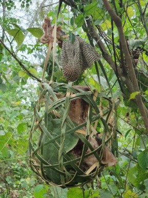 Ảnh Lưới chắn trên đồ cúng cho ma hồn tại rừng ma Nguồn Tác giả Thuận 13