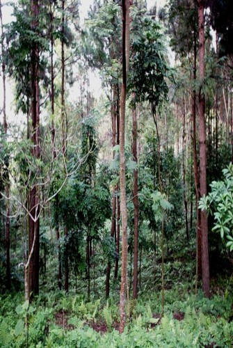 Hình 4 2 Rừng trồng Thông và cây bản địa Hình 4 3 Rừng trồng Keo lá tràm và 1