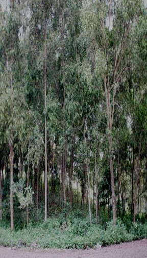 Hình 4 2 Rừng trồng Thông và cây bản địa Hình 4 3 Rừng trồng Keo lá tràm và 2