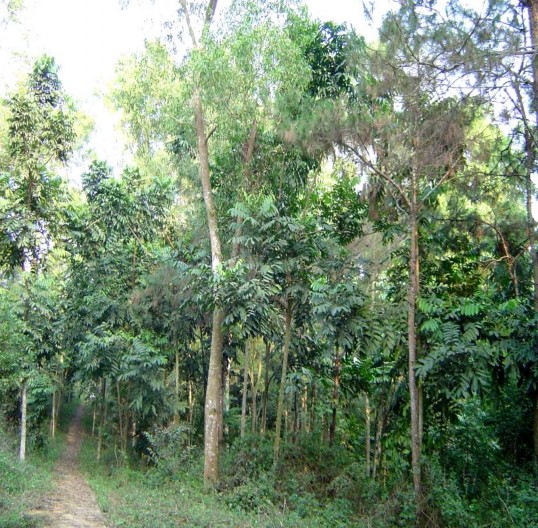 Hình 4 4 Rừng trồng hỗn giao Thông Keo Bảng 4 5 Đặc điểm cây bụi thảm tươi 3