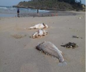 b Đặt câu chứa cặp quan hệ từ chỉ quan hệ nguyên nhân kết quả BT4 Viết 2 5