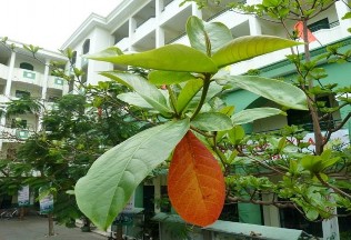 b Tả ngoại hình của cô cảnh sát giao thông đang làm nhiệm vụ trong đó các vế 1