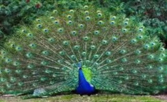 2 2 Thiết kế bài học Luyện từ và câu trong môn Tiếng Việt lớp 5 theo hướng 3