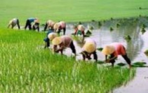 BT8 Viết 2 3 câu nói về cảnh người nông dân làm việc trên cánh đồng lúa ở 10