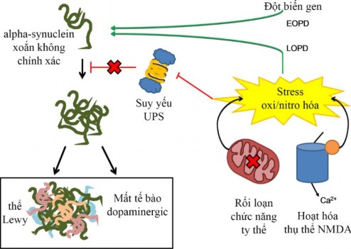 Hình 1 3 Cơ chế bệnh Parkinson Nguồn Martin Branco D 2010 85 EOPD Early onset Parkinson’s 2