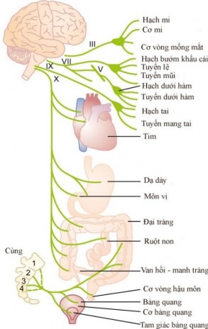 Hình 1 7 Hệ thần kinh đối giao cảm Nguồn Hall JE 2016 61 1 2 1 2 Hệ giao cảm Phân 6