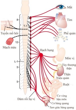 Hình 1 8 Hệ thần kinh giao cảm Nguồn Hall JE 2016 61 1 2 2 Cơ chế sinh bệnh học 1