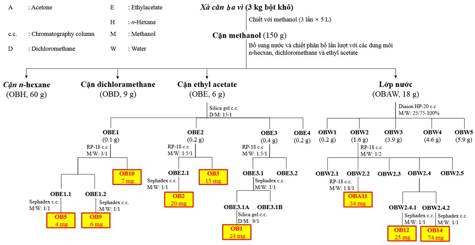 Hình 3 18 Sơ đồ phân lập các hợp chất từ loài Xà căn ba vì ba vì 3 2 2 2 Xác 1
